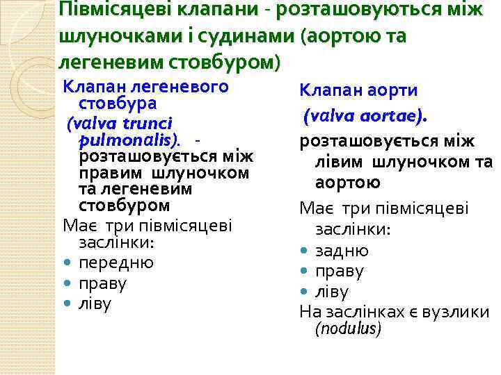 Півмісяцеві клапани - розташовуються між шлуночками і судинами (аортою та легеневим стовбуром) Клапан легеневого