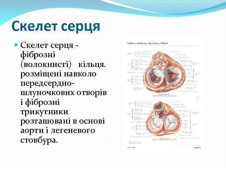 Скелет серця фіброзні (волокнисті) кільця. розміщені навколо передсердношлуночкових отворів і фіброзні трикутники розташовані в