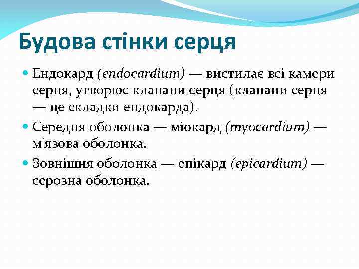 Будова стінки серця Ендокард (endocardium) — вистилає всі камери серця, утворює клапани серця (клапани