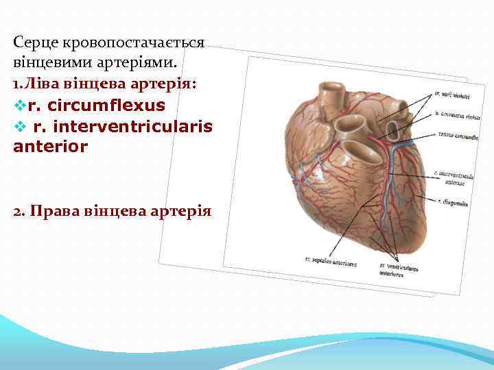 Серце кровопостачається вінцевими артеріями. 1. Ліва вінцева артерія: vr. circumflexus v r. interventricularis anterior