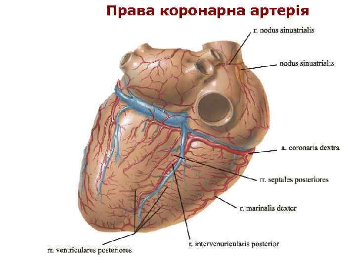 Права коронарна артерія 