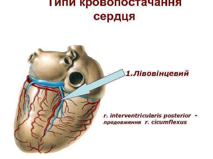 Типи кровопостачання сердця 1. Лівовінцевий r. interventricularis posterior продовження r. cicumflexus 