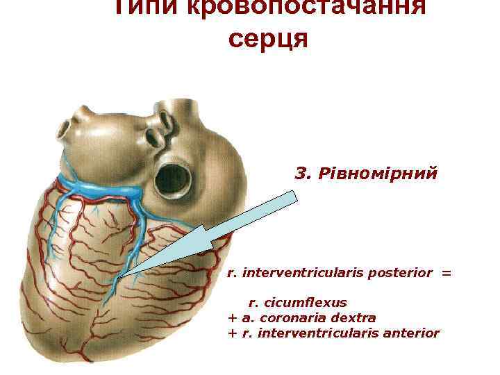 Типи кровопостачання серця 3. Рівномірний r. interventricularis posterior = r. cicumflexus + a. coronaria