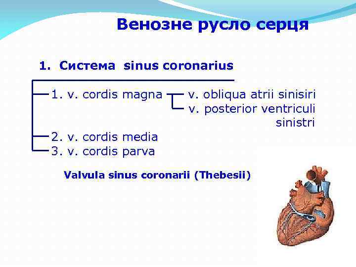 Венозне русло серця 1. Система sinus coronarius 1. v. cordis magna 2. v. cordis