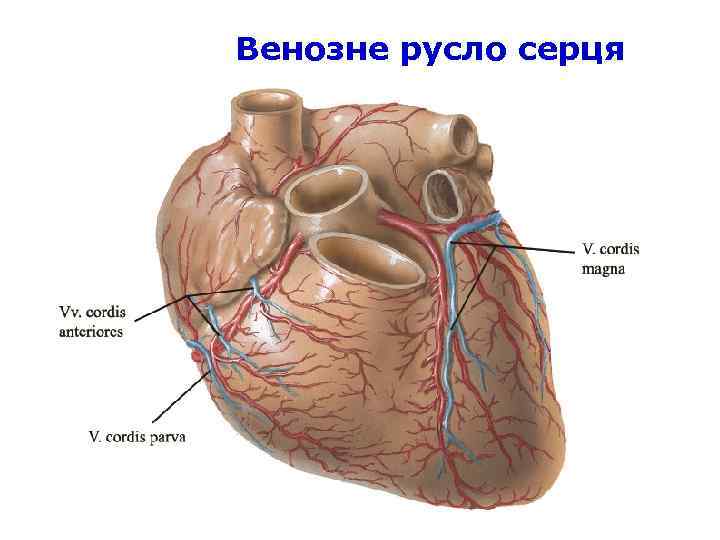 Венозне русло серця 