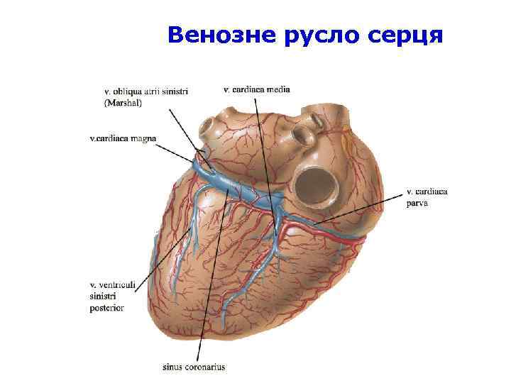 Венозне русло серця 