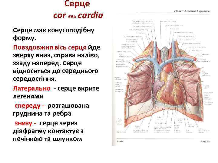 Серце cor seu cаrdia Серце має конусоподібну форму. Повздовжня вісь серця йде зверху вниз,