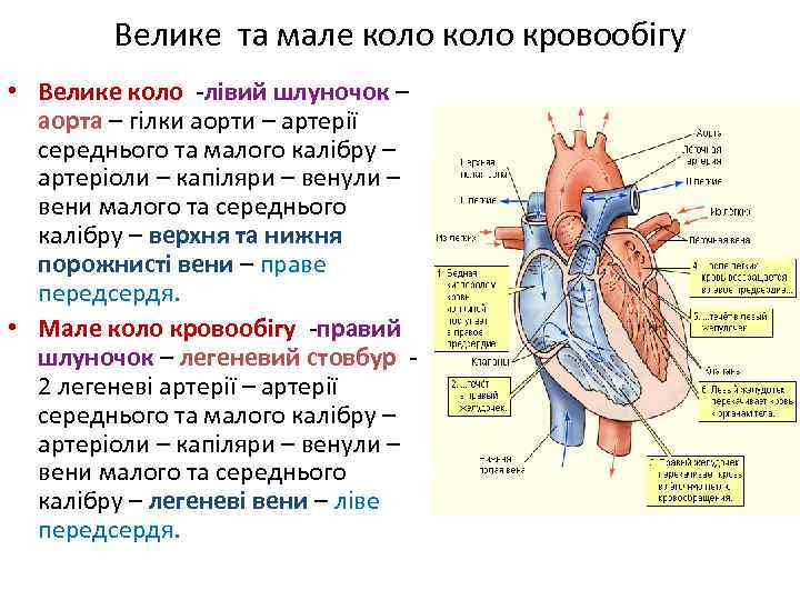 Велике та мале коло кровообігу • Велике коло -лівий шлуночок – аорта – гілки