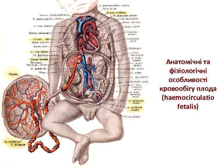 Анатомічні та фізіологічні особливості кровообігу плода (haemocirculatio fetalis) 