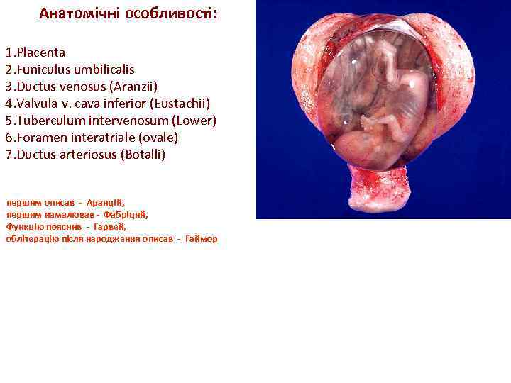 Анатомічні особливості: 1. Placenta 2. Funiculus umbilicalis 3. Ductus venosus (Aranzii) 4. Valvula v.