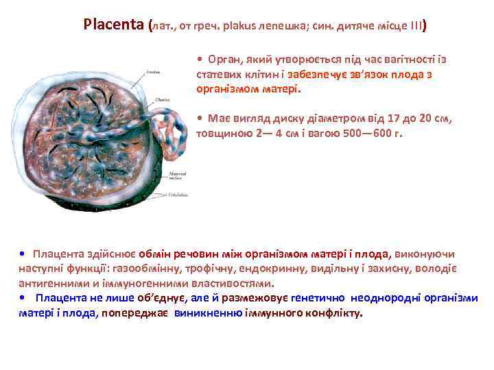 Placenta (лат. , от греч. plakus лепешка; син. дитяче місце !!!) • Орган, який