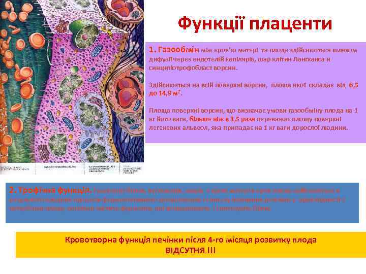 Функції плаценти 1. Газообмін між кров’ю матері та плода здійснюється шляхом дифузії через ендотелій