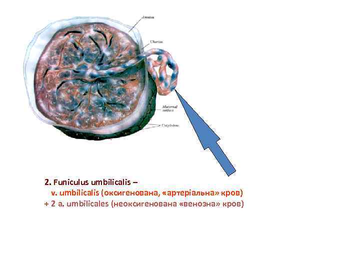 2. Funiculus umbilicalis – v. umbilicalis (оксигенована, «артеріальна» кров) + 2 a. umbilicales (неоксигенована