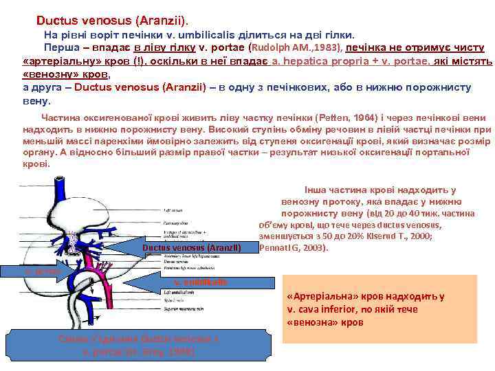 Ductus venosus (Aranzii). На рівні воріт печінки v. umbilicalis ділиться на дві гілки. Перша