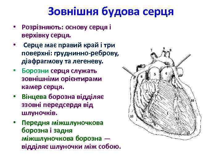 Зовнішня будова серця • Розрізняють: основу серця і верхівку серця. • Серце має правий