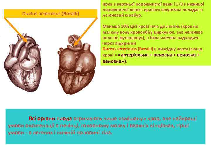 Ductus arteriosus (Botalli) Кров з верхньої порожнистої вени і 1/3 з нижньої порожнистої вени