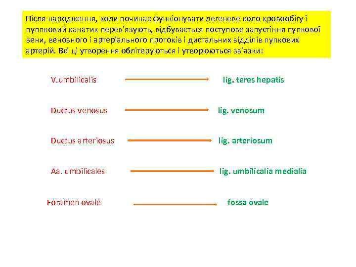 Після народження, коли починає функіонувати легеневе коло кровообігу і пуппковий канатик перев’язують, відбувається поступове