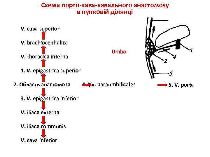 Порто кавальные и кава кавальные анастомозы. Схема кава кавальных анастомозов. Кавакавальные анастомозы анатомия. Кава кавальные и портокавальные анастомозы анатомия. Порто-кава-кавальный анастомоз.