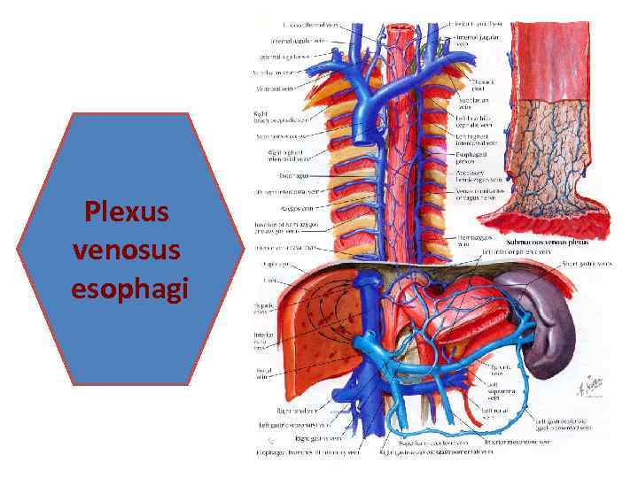 Plexus venosus esophagi 