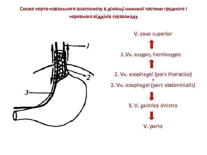 Кавакавальные анастомозы схема