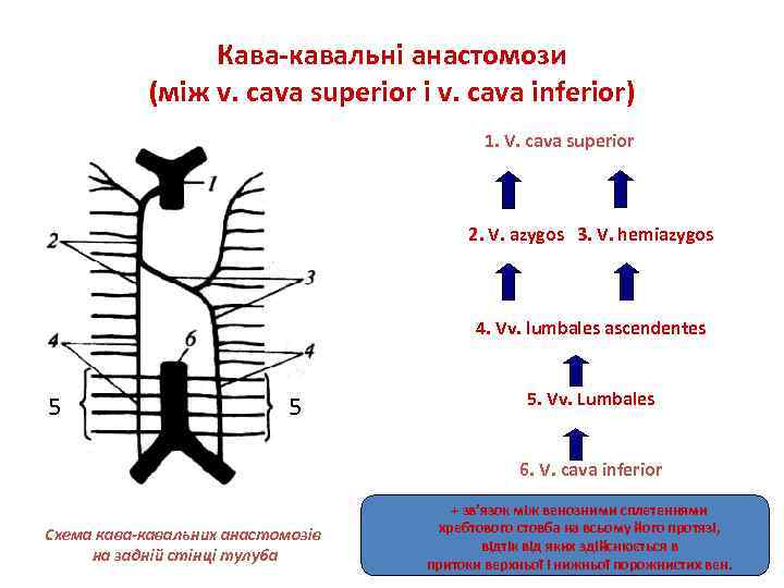 Кава-кавальні анастомози (між v. cava superior і v. cava inferior) 1. V. cava superior