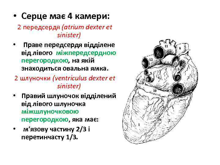  • Серце має 4 камери: 2 передсердя (atrium dexter et sinister) • Праве