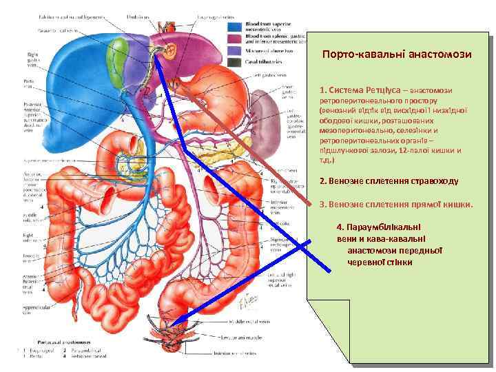 Порто-кавальні анастомози 1. Система Ретціуса – анастомози ретроперитонеального простору (венозний відтік від висхідної і
