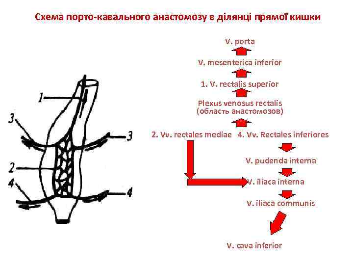 Кавакавальные анастомозы схема