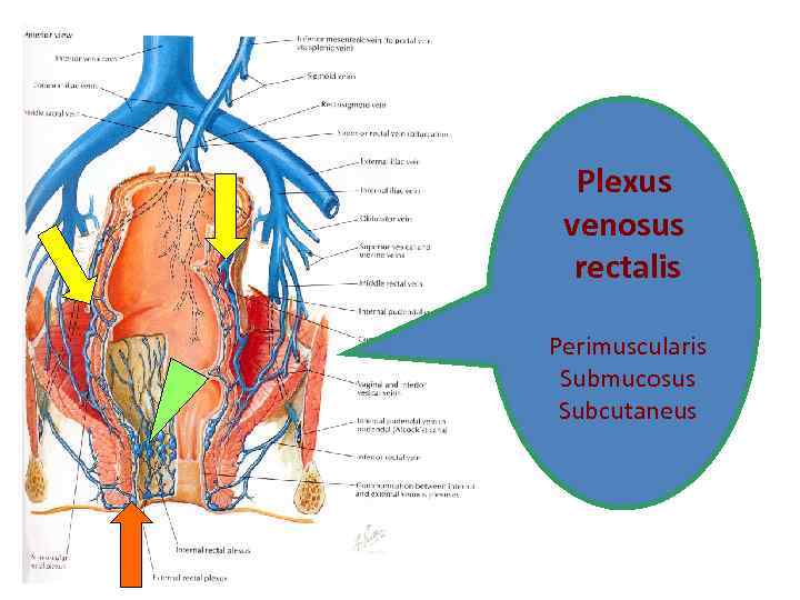 Plexus venosus rectalis Perimuscularis Submucosus Subcutaneus 