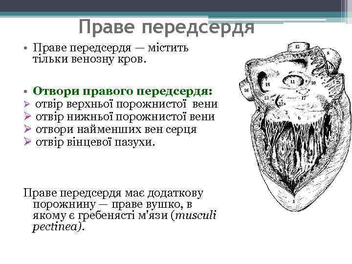 Праве передсердя • Праве передсердя — містить тільки венозну кров. • Отвори правого передсердя: