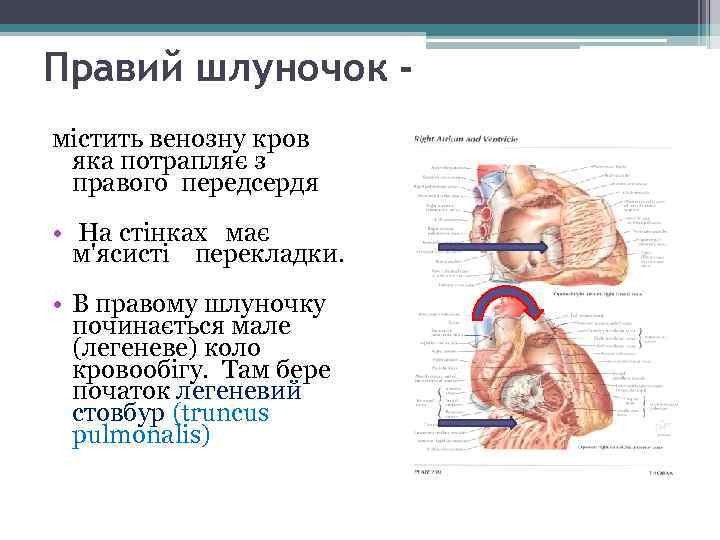 Правий шлуночок містить венозну кров яка потрапляє з правого передсердя • На стінках має