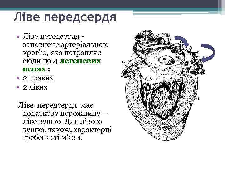 Ліве передсердя • Ліве передсердя заповнене артеріальною кров'ю, яка потрапляє сюди по 4 легеневих