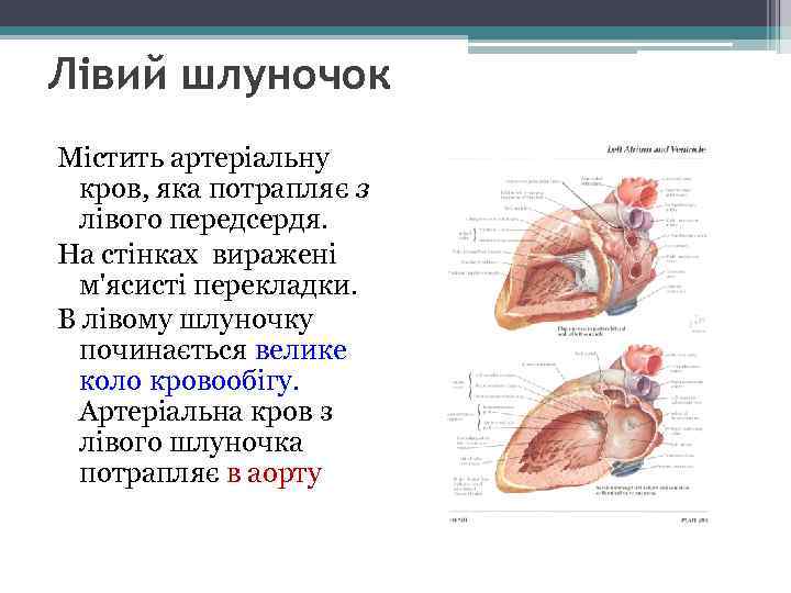 Лівий шлуночок Містить артеріальну кров, яка потрапляє з лівого передсердя. На стінках виражені м'ясисті