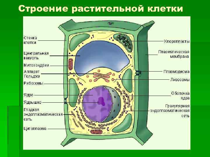 Строение растительной клетки 