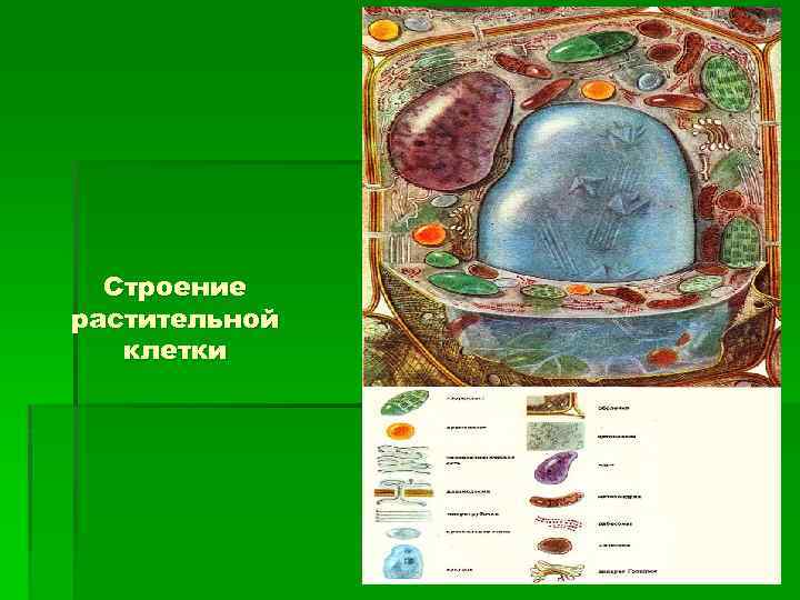 Строение растительной клетки 