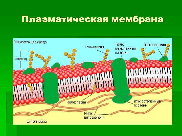 Плазматическая мембрана 