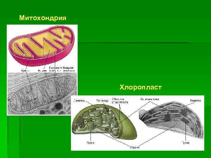 Митохондрия Хлоропласт 