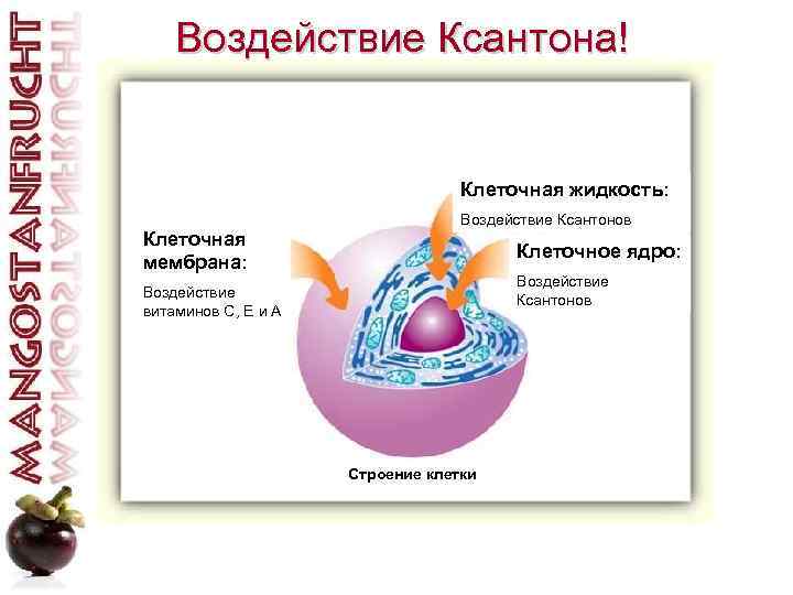 Воздействие Ксантона! Клеточная жидкость: Клеточная мембрана: Воздействие Ксантонов Клеточное ядро: Воздействие Ксантонов Воздействие витаминов