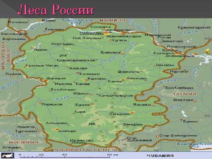 Леса России 