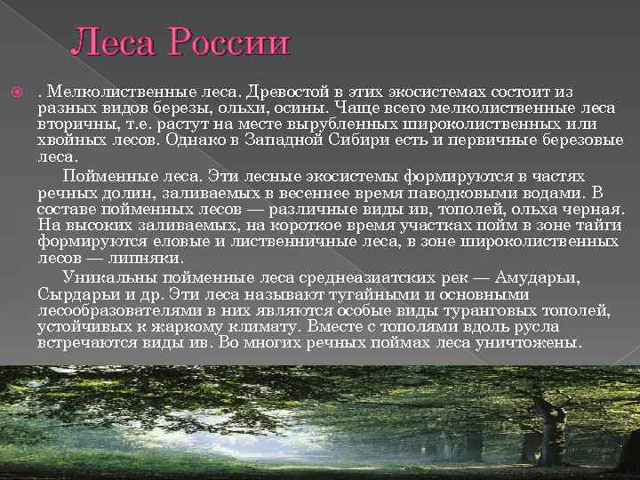 Леса России . Мелколиственные леса. Древостой в этих экосистемах состоит из разных видов березы,