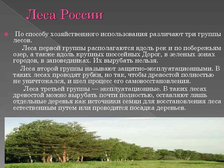 Группы лесов. Леса первой группы. Первая группа лесов. Хозяйственное использование человеком лесов. Способы хозяйственного использования леса.