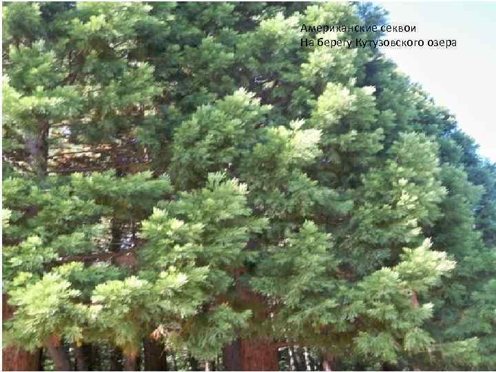 Американские секвои На берегу Кутузовского озера 