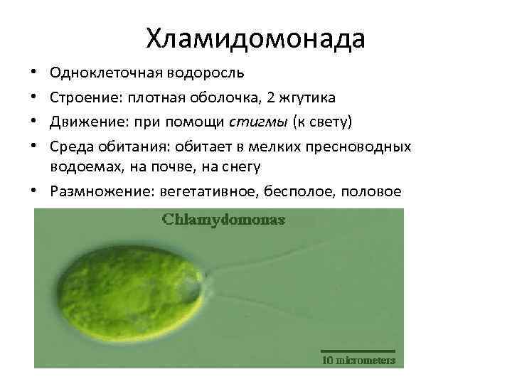 Хламидомонада Одноклеточная водоросль Строение: плотная оболочка, 2 жгутика Движение: при помощи стигмы (к свету)