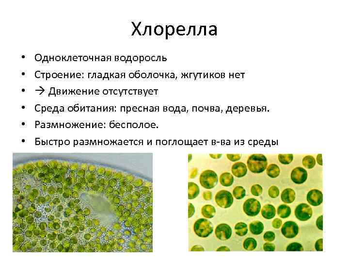 Чем хлорелла отличается от бактерии