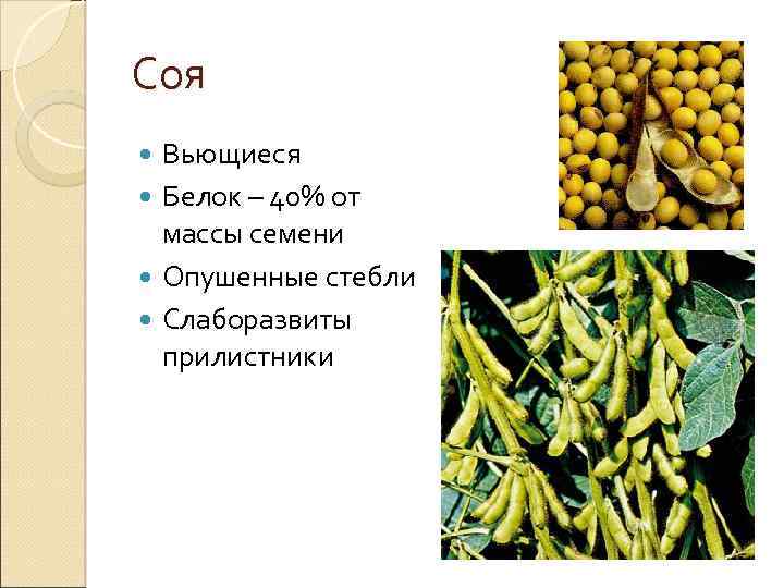 Соя Вьющиеся Белок – 40% от массы семени Опушенные стебли Слаборазвиты прилистники 