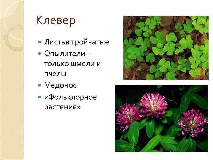 Клевер Листья тройчатые Опылители – только шмели и пчелы Медонос «Фольклорное растение» 