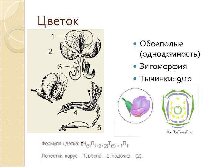 Цветок Обоеполые (однодомность) Зигоморфия Тычинки: 9/10 сросшихся 