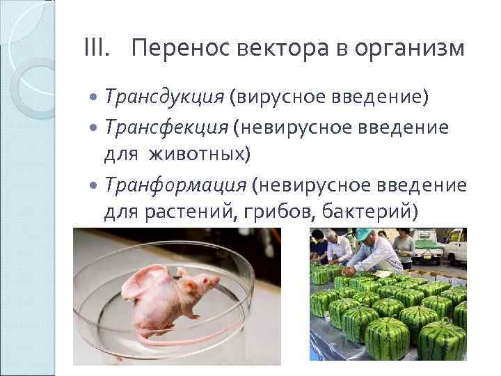 III. Перенос вектора в организм Трансдукция (вирусное введение) Трансфекция (невирусное введение для животных) Транформация