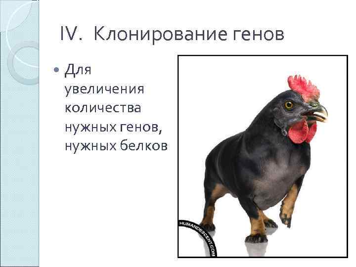 IV. Клонирование генов Для увеличения количества нужных генов, нужных белков 