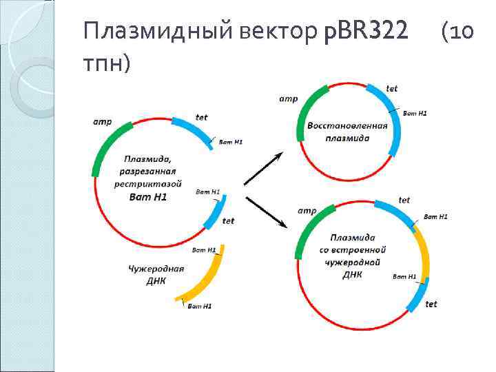 Плазмидный вектор p. BR 322 тпн) (10 